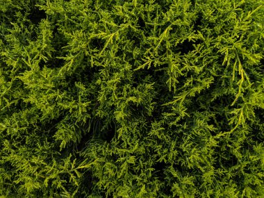 Yeşil çiçekli desenli arkaplan