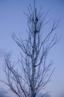 Mavi gökyüzünün arkaplanındaki ağaç