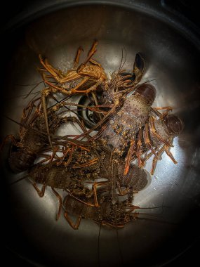 Taze yakalanmış ıstakozlar pişirilmeye hazır.