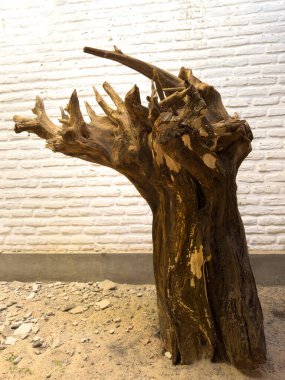 Dekoratif kurumuş ağaç gövdesi oturma odasında.