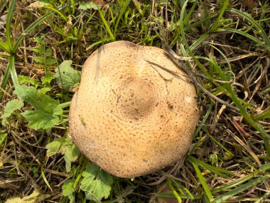 Karıncalar iş yerinde.