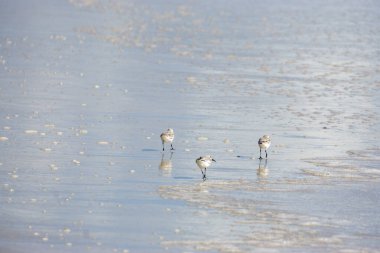 Sahilde yiyen kuşlar