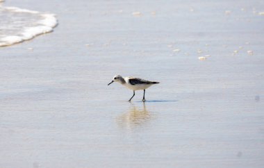 Sahilde yiyen kuşlar