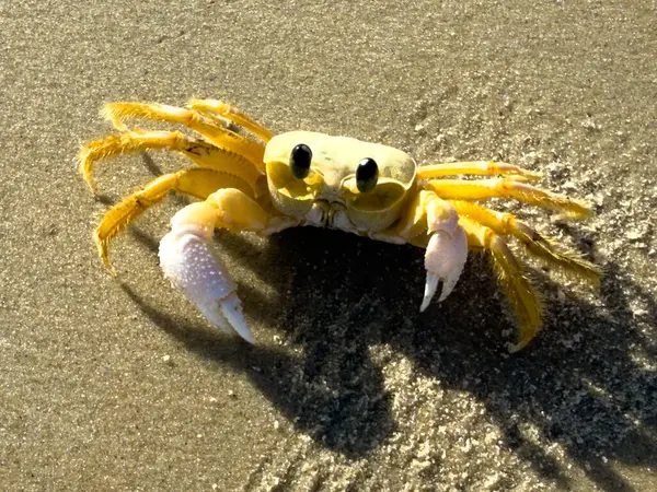 Sahilde yürüyen yengeç.