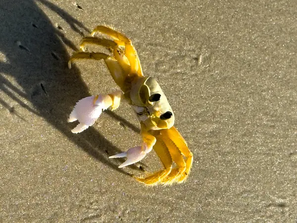 Sahilde yürüyen yengeç.