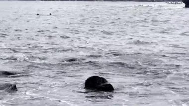 Bir grup fok kayalık bir kıyıda okyanusta yüzüyor.