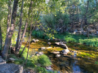 Huzurlu ve huzurlu bir manzara, yemyeşil bir ormanda yavaşça akan sığ ve berrak bir dereyi yakalar. Parlak güneş ışığı ağaçların gölgesinden süzülür, suyun yüzeyinde güzel ışık demetleri yaratır ve smo 'yu aydınlatır.