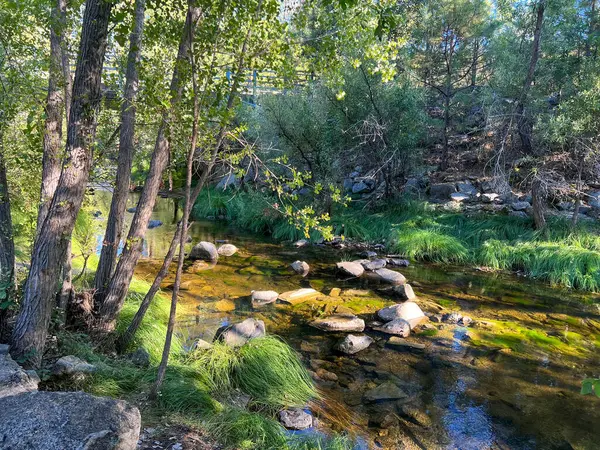 Huzurlu ve huzurlu bir manzara, yemyeşil bir ormanda yavaşça akan sığ ve berrak bir dereyi yakalar. Parlak güneş ışığı ağaçların gölgesinden süzülür, suyun yüzeyinde güzel ışık demetleri yaratır ve smo 'yu aydınlatır.