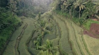 Bu video Tegal Alang Rice Terrace hakkında.