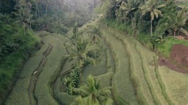 Bu video Tegal Alang Rice Terrace hakkında.