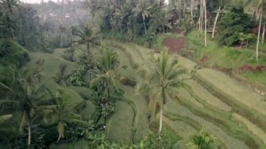 Bu video Tegal Alang Rice Terrace hakkında.