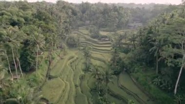 Bu video Tegal Alang Rice Terrace hakkında.