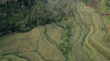 Bu video Tegal Alang Rice Terrace hakkında.