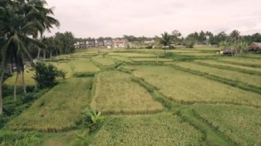 Ubud Bali Endonezya 'daki Pirinç Tarlası, Köy, Ev, Villa Havadan Görünümü