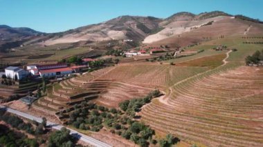 Douro Vadisi 'ndeki Vineyard, Hills, Trees ve River' ın Hava Görüntüsü