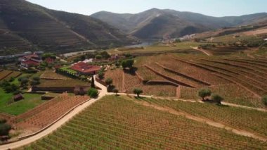 Douro Vadisi 'ndeki Vineyard, Hills, Trees ve River' ın Hava Görüntüsü