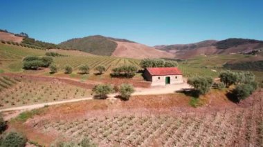 Douro Vadisi 'ndeki üzüm bağlarının, tepelerin ve ağaçların havadan görünüşü