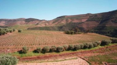 Douro Vadisi 'ndeki üzüm bağlarının, tepelerin ve ağaçların havadan görünüşü