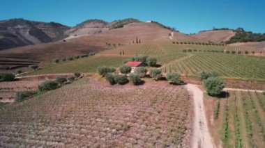 Douro Vadisi 'ndeki üzüm bağlarının, tepelerin ve ağaçların havadan görünüşü