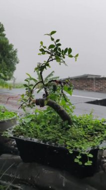 Bonsai Bitki Videosu. Sağanak yağmurda kötü bakımlı Bonsai bitkisi. Portre Video 4K
