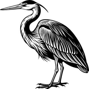 great blue heron common bird with a natural background clipart