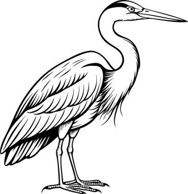 great blue heron common bird with a natural background clipart