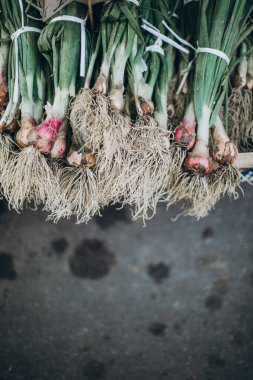 yeşil ve taze soğan 