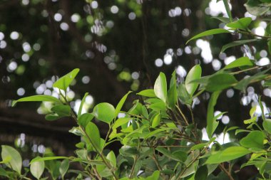 yeşil yapraklar, bitki örtüsü ve doğa