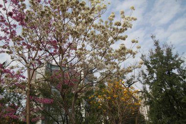 Güzel botanik fotoğrafı, doğal duvar kağıdı.