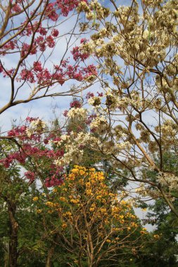 Güzel botanik fotoğrafı, doğal duvar kağıdı.
