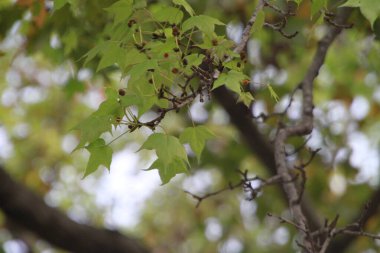 Güzel botanik fotoğrafı, doğal duvar kağıdı.