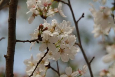Bahçede bahar çiçekleri
