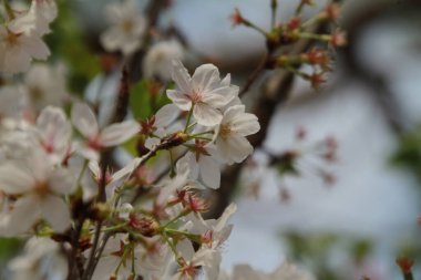 Bahçedeki güzel çiçekler