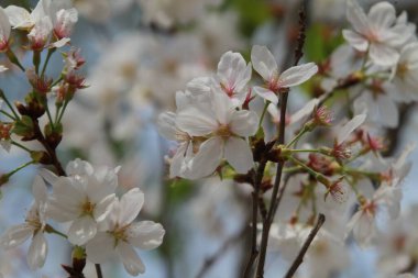 İlkbaharda kiraz çiçekleri, Tokyo