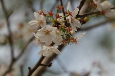 Bahar mevsiminde kiraz ağacına yakın.