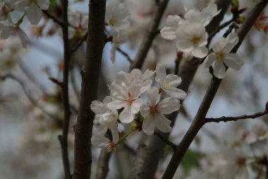 Bahçedeki güzel beyaz çiçekler