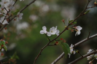 Güzel botanik fotoğrafı, doğal duvar kağıdı.