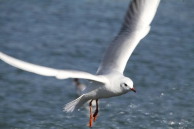 Martı denizde uçuyor.
