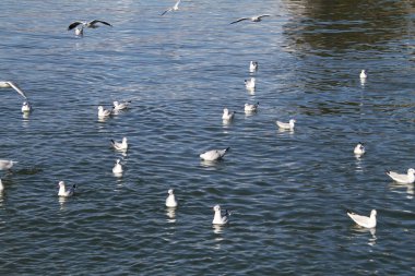 Beyaz martı sürüsü bir parkta gölün üzerinde uçuyor..