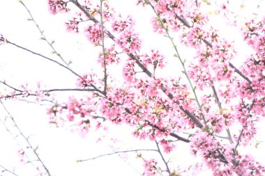 Bahçedeki güzel pembe çiçekler