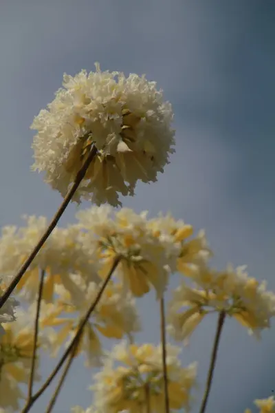 stock image beautiful flowers in the park