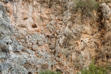 Kıbrıs 'ta dağa tırmanan keçi