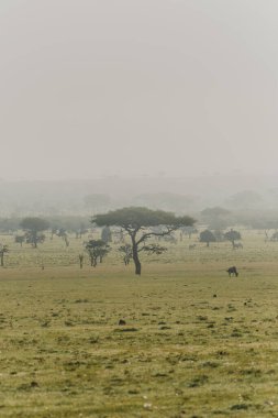 Yalnız antiloplarla Masai Mara 'da puslu bir sabah