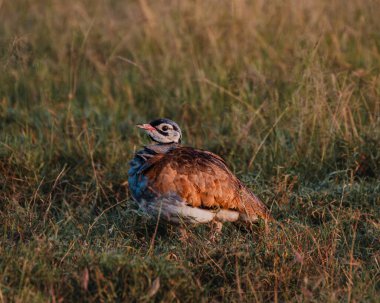Coqui Francolin hiding in tall Masai Mara grass clipart