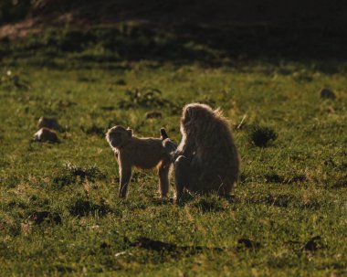 Zeytin babunları Masai Mara çayırlarında yürüyor.