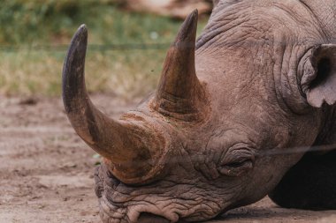 Baraka, a resilient blind black rhino, rests in Ol Pejeta Conservancy clipart