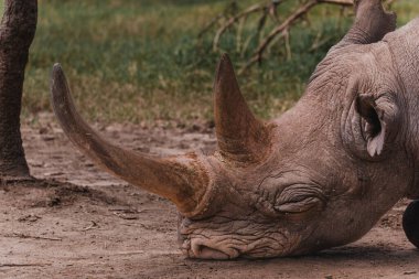 Esnek, kör bir gergedan olan Baraka, Ol Pejeta Koruma Alanında yatıyor.