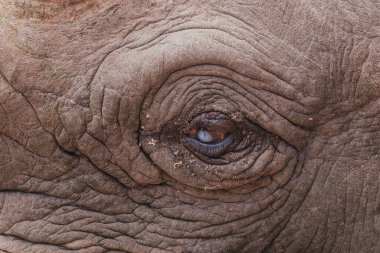 Baraka, a resilient blind black rhino, rests in Ol Pejeta Conservancy clipart