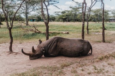 Esnek, kör bir gergedan olan Baraka, Ol Pejeta Koruma Alanında yatıyor.