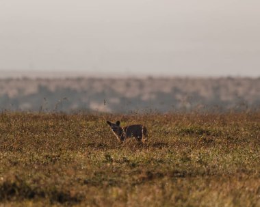 Yaşlı Pejeta 'nın otlağında yarasa kulaklı tilki arıyor.